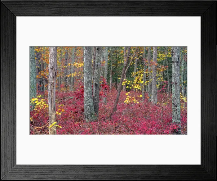 Framed Print : USA, New Jersey, Pine Barrens National Preserve. Forest scenic in autumn. ©Jay O'Brien / Jaynes Gallery / DanitaDelimont.com Framed Print : USA, New Jersey, Pine Barrens National Preserve. Forest scenic in autumn. ©Jay O'Brien / Jaynes Gallery / DanitaDelimont.com