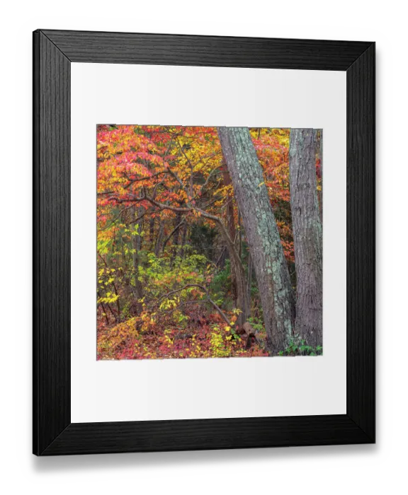 Framed Print : USA, New Jersey, Pine Barrens National Preserve. Forest scenic in autumn. ©Jay O'Brien  /  Jaynes Gallery  /  DanitaDelimont.com