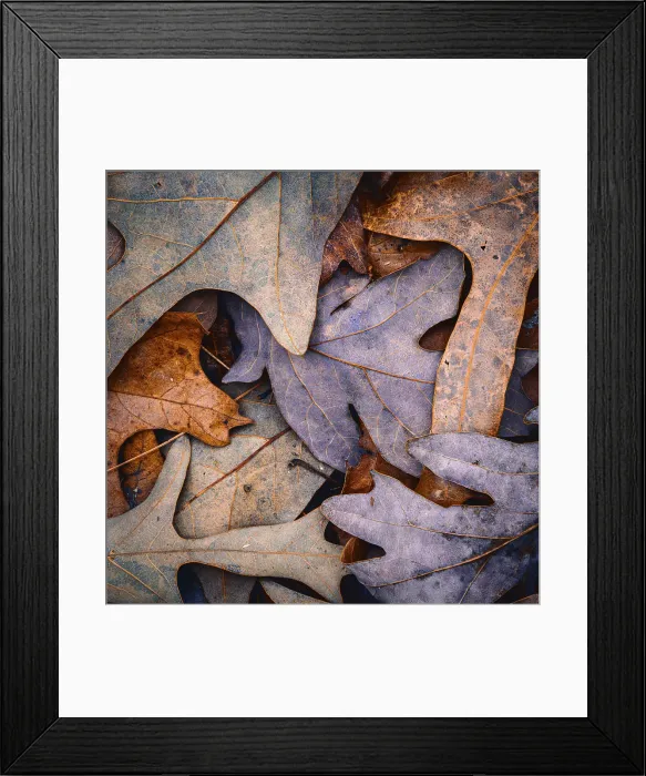 Framed Print : USA, New Jersey, Pinelands National Reserve. Close-up of dry maple leaves. ©Jay O'Brien / Jaynes Gallery / DanitaDelimont.com Framed Print : USA, New Jersey, Pinelands National Reserve. Close-up of dry maple leaves. ©Jay O'Brien / Jaynes Gallery / DanitaDelimont.com
