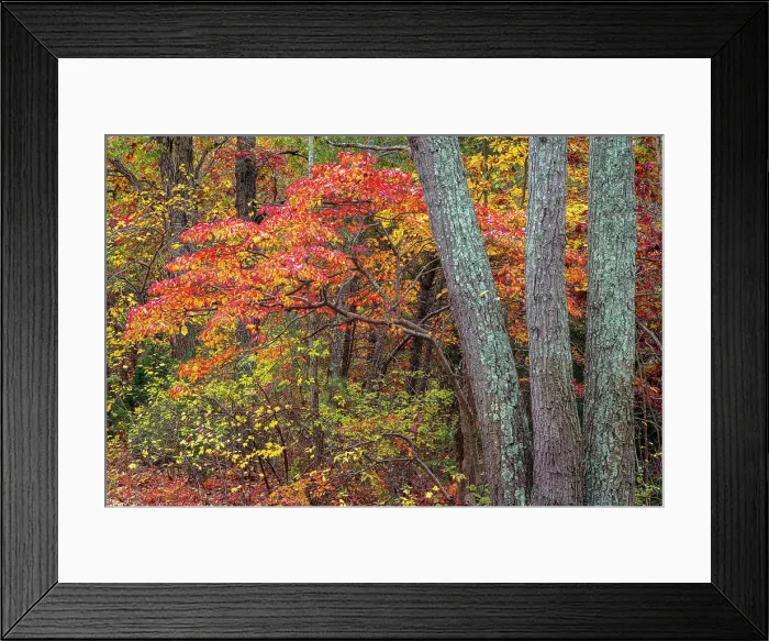 Framed Print : USA, New Jersey, Pine Barrens National Preserve. Forest scenic in autumn. ©Jay O'Brien / Jaynes Gallery / DanitaDelimont.com Framed Print : USA, New Jersey, Pine Barrens National Preserve. Forest scenic in autumn. ©Jay O'Brien / Jaynes Gallery / DanitaDelimont.com