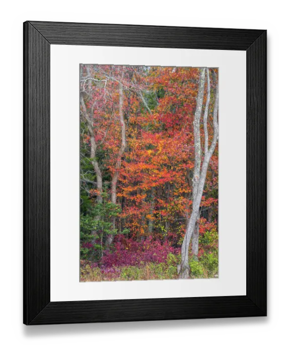Framed Print : USA, New Jersey, Pine Barrens National Preserve. Forest scenic in autumn. ©Jay O'Brien  /  Jaynes Gallery  /  DanitaDelimont.com
