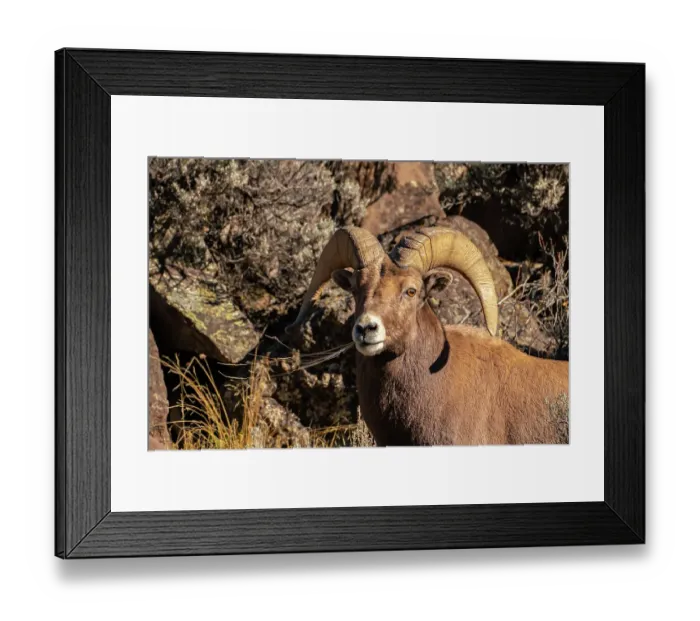 Framed Print : USA, New Mexico, Rio Grande del Norte National Monument. Bighorn sheep ram eating. ©Cathy & Gordon Illg / Jaynes Gallery / DanitaDelimont.com Framed Print : USA, New Mexico, Rio Grande del Norte National Monument. Bighorn sheep ram eating. ©Cathy & Gordon Illg / Jaynes Gallery / DanitaDelimont.com