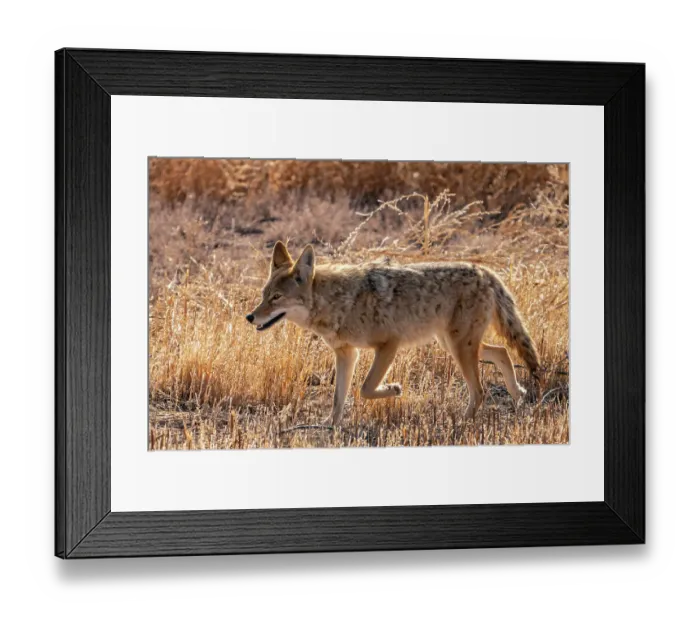 Framed Print : USA, New Mexico, Bosque Del Apache National Wildlife Refuge. Coyote walking in grass. ©Cathy & Gordon Illg / Jaynes Gallery / DanitaDelimont.com Framed Print : USA, New Mexico, Bosque Del Apache National Wildlife Refuge. Coyote walking in grass. ©Cathy & Gordon Illg / Jaynes Gallery / DanitaDelimont.com