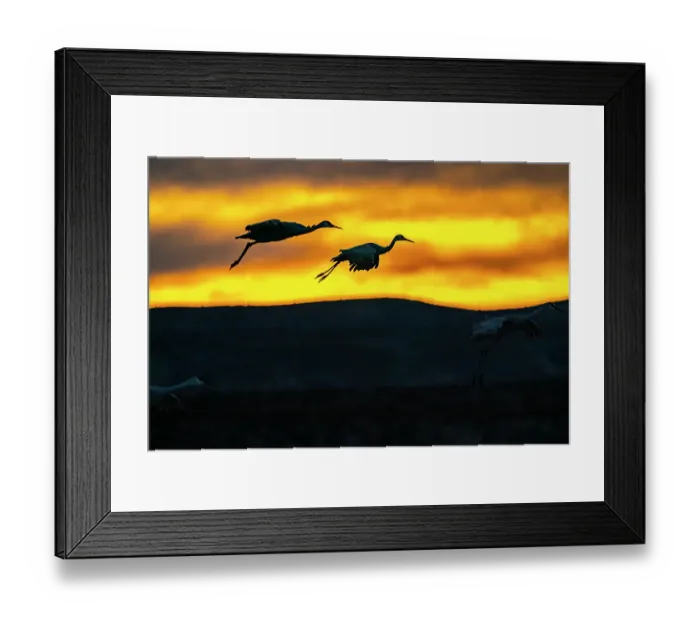 Framed Print : USA, New Mexico, Bosque Del Apache National Wildlife Refuge. Sandhill cranes landing at sunset. ©Cathy & Gordon Illg / Jaynes Gallery / DanitaDelimont.com Framed Print : USA, New Mexico, Bosque Del Apache National Wildlife Refuge. Sandhill cranes landing at sunset. ©Cathy & Gordon Illg / Jaynes Gallery / DanitaDelimont.com
