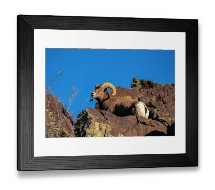 Framed Print : USA, New Mexico, Rio Grande del Norte National Monument. Bighorn sheep ram eating. ©Cathy & Gordon Illg / Jaynes Gallery / DanitaDelimont.com Framed Print : USA, New Mexico, Rio Grande del Norte National Monument. Bighorn sheep ram eating. ©Cathy & Gordon Illg / Jaynes Gallery / DanitaDelimont.com