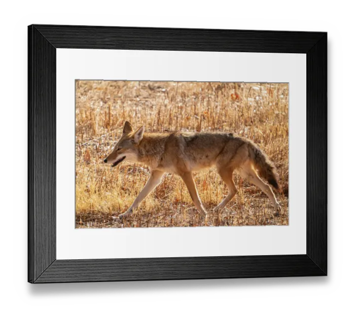 Framed Print : USA, New Mexico, Bosque Del Apache National Wildlife Refuge. Coyote walking in grass stubble. ©Cathy & Gordon Illg  /  Jaynes Gallery  /  DanitaDelimont.com