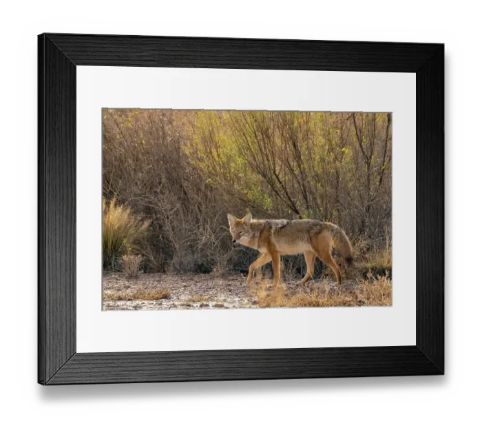 Framed Print : USA, New Mexico, Bosque Del Apache National Wildlife Refuge. Coyote walking in muddy field. ©Cathy & Gordon Illg  /  Jaynes Gallery  /  DanitaDelimont.com