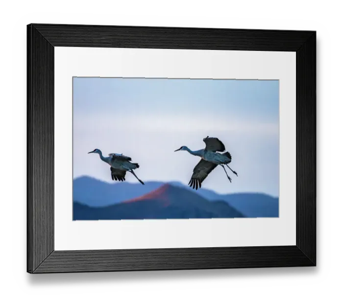 Framed Print : USA, New Mexico, Bosque Del Apache National Wildlife Refuge. Sandhill cranes landing at sunset. ©Cathy & Gordon Illg / Jaynes Gallery / DanitaDelimont.com Framed Print : USA, New Mexico, Bosque Del Apache National Wildlife Refuge. Sandhill cranes landing at sunset. ©Cathy & Gordon Illg / Jaynes Gallery / DanitaDelimont.com