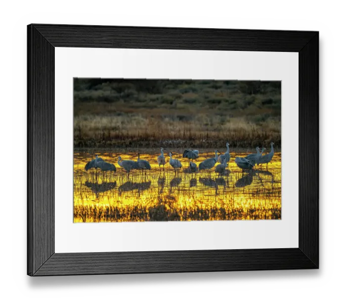 Framed Print : USA, New Mexico, Bosque Del Apache National Wildlife Refuge. Sandhill cranes in water at sunset. ©Cathy & Gordon Illg / Jaynes Gallery / DanitaDelimont.com Framed Print : USA, New Mexico, Bosque Del Apache National Wildlife Refuge. Sandhill cranes in water at sunset. ©Cathy & Gordon Illg / Jaynes Gallery / DanitaDelimont.com