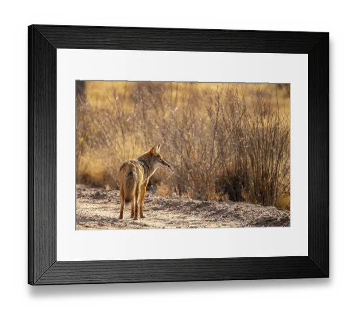 Framed Print : USA, New Mexico, Bosque Del Apache National Wildlife Refuge. Coyote standing in field. ©Cathy & Gordon Illg / Jaynes Gallery / DanitaDelimont.com Framed Print : USA, New Mexico, Bosque Del Apache National Wildlife Refuge. Coyote standing in field. ©Cathy & Gordon Illg / Jaynes Gallery / DanitaDelimont.com