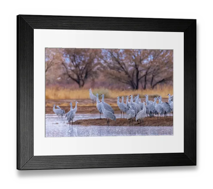 Framed Print : USA, New Mexico, Ladd S. Gordon Waterfowl Complex. Sandhill crane flock and water. ©Cathy & Gordon Illg / Jaynes Gallery / DanitaDelimont.com Framed Print : USA, New Mexico, Ladd S. Gordon Waterfowl Complex. Sandhill crane flock and water. ©Cathy & Gordon Illg / Jaynes Gallery / DanitaDelimont.com