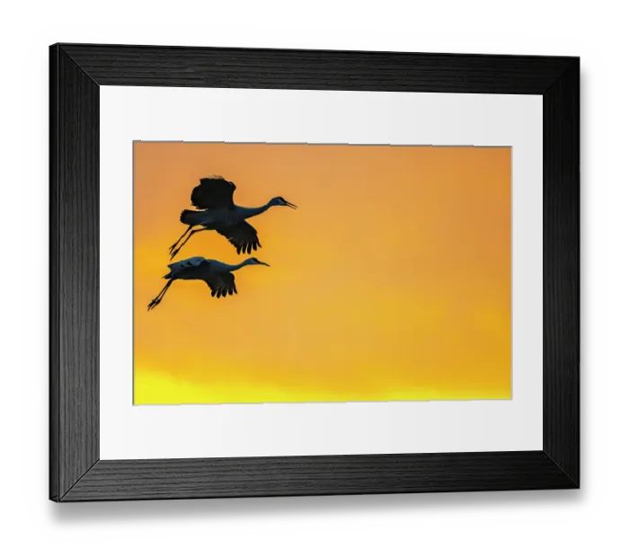 Framed Print : USA, New Mexico, Bosque Del Apache National Wildlife Refuge. Sandhill crane landing at sunset. ©Cathy & Gordon Illg  /  Jaynes Gallery  /  DanitaDelimont.com