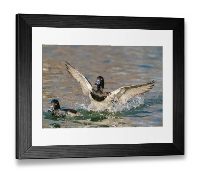 Framed Print : USA, New Mexico, Socorro County. Ring-necked duck landing in water. ©Cathy & Gordon Illg / Jaynes Gallery / DanitaDelimont.com Framed Print : USA, New Mexico, Socorro County. Ring-necked duck landing in water. ©Cathy & Gordon Illg / Jaynes Gallery / DanitaDelimont.com