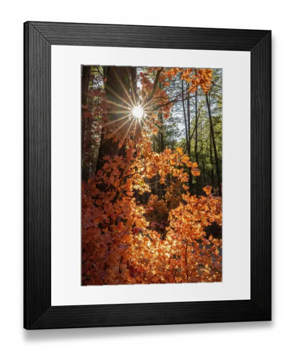 Framed Print : USA, New Mexico, Manzano Mountains. Sunburst on autumn maple tree. ©Cathy & Gordon Illg / Jaynes Gallery / DanitaDelimont.com Framed Print : USA, New Mexico, Manzano Mountains. Sunburst on autumn maple tree. ©Cathy & Gordon Illg / Jaynes Gallery / DanitaDelimont.com