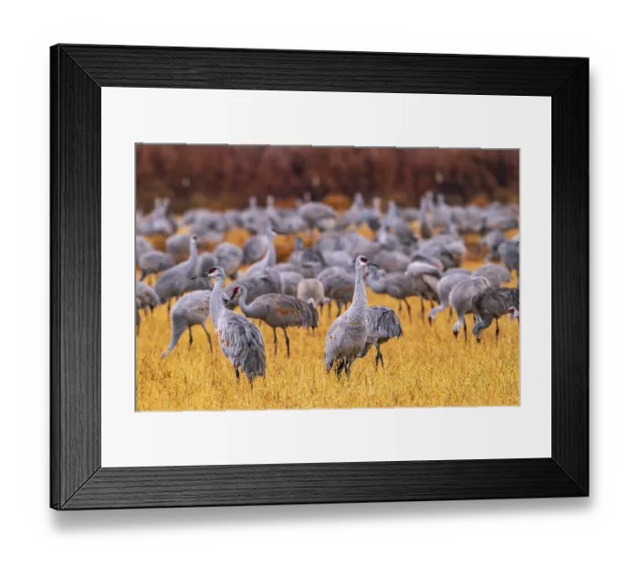 Framed Print : USA, New Mexico, Ladd S. Gordon Waterfowl Complex. Sandhill crane flock in grass. ©Cathy & Gordon Illg  /  Jaynes Gallery  /  DanitaDelimont.com
