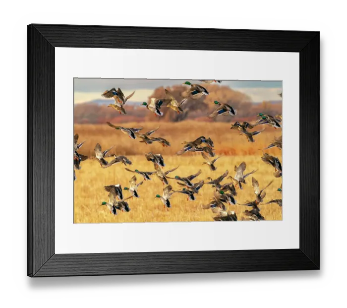 Framed Print : USA, New Mexico, Bosque Del Apache National Wildlife Refuge. Mallard duck flock in flight. ©Cathy & Gordon Illg / Jaynes Gallery / DanitaDelimont.com Framed Print : USA, New Mexico, Bosque Del Apache National Wildlife Refuge. Mallard duck flock in flight. ©Cathy & Gordon Illg / Jaynes Gallery / DanitaDelimont.com