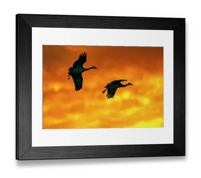 Framed Print : USA, New Mexico, Bosque Del Apache National Wildlife Refuge. Sandhill crane landing at sunset. ©Cathy & Gordon Illg  /  Jaynes Gallery  /  DanitaDelimont.com