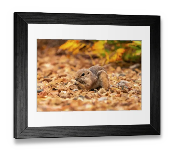 Framed Print : USA, New Mexico, Sandoval County. Texas antelope ground squirrel eating. ©Cathy & Gordon Illg / Jaynes Gallery / DanitaDelimont.com Framed Print : USA, New Mexico, Sandoval County. Texas antelope ground squirrel eating. ©Cathy & Gordon Illg / Jaynes Gallery / DanitaDelimont.com