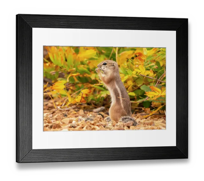 Framed Print : USA, New Mexico, Sandoval County. Texas antelope ground squirrel eating. ©Cathy & Gordon Illg / Jaynes Gallery / DanitaDelimont.com Framed Print : USA, New Mexico, Sandoval County. Texas antelope ground squirrel eating. ©Cathy & Gordon Illg / Jaynes Gallery / DanitaDelimont.com