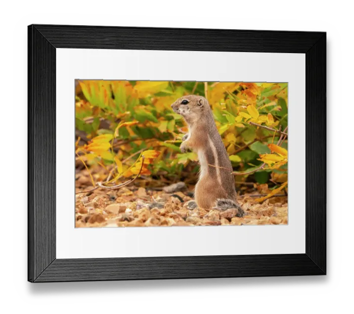 Framed Print : USA, New Mexico, Sandoval County. Texas antelope ground squirrel eating. ©Cathy & Gordon Illg / Jaynes Gallery / DanitaDelimont.com Framed Print : USA, New Mexico, Sandoval County. Texas antelope ground squirrel eating. ©Cathy & Gordon Illg / Jaynes Gallery / DanitaDelimont.com