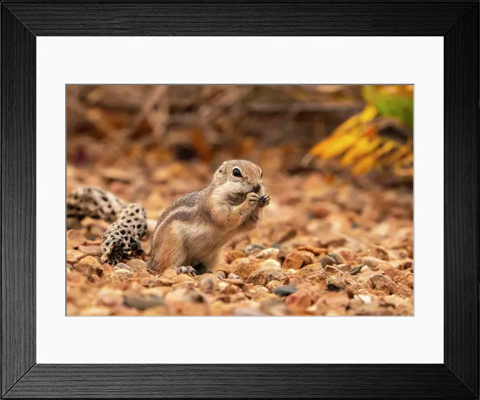 Framed Print : USA, New Mexico, Sandoval County. Texas antelope ground squirrel eating. ©Cathy & Gordon Illg / Jaynes Gallery / DanitaDelimont.com Framed Print : USA, New Mexico, Sandoval County. Texas antelope ground squirrel eating. ©Cathy & Gordon Illg / Jaynes Gallery / DanitaDelimont.com