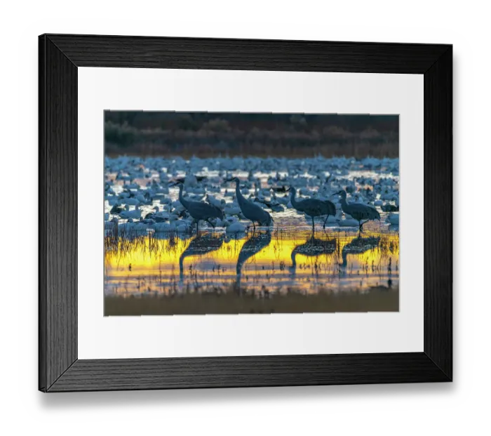 Framed Print : USA, New Mexico, Bosque Del Apache National Wildlife Refuge. Birds in water at sunrise. ©Cathy & Gordon Illg / Jaynes Gallery / DanitaDelimont.com Framed Print : USA, New Mexico, Bosque Del Apache National Wildlife Refuge. Birds in water at sunrise. ©Cathy & Gordon Illg / Jaynes Gallery / DanitaDelimont.com