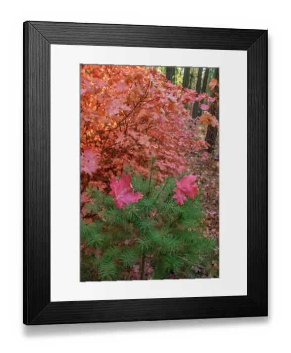 Framed Print : USA, New Mexico, Manzano Mountains. Autumn maple and pine tree. ©Cathy & Gordon Illg / Jaynes Gallery / DanitaDelimont.com Framed Print : USA, New Mexico, Manzano Mountains. Autumn maple and pine tree. ©Cathy & Gordon Illg / Jaynes Gallery / DanitaDelimont.com