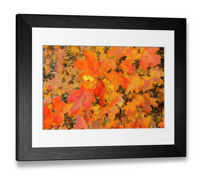 Framed Print : USA, New Mexico, Manzano Mountains. Autumn foliage on maple tree. ©Cathy & Gordon Illg / Jaynes Gallery / DanitaDelimont.com Framed Print : USA, New Mexico, Manzano Mountains. Autumn foliage on maple tree. ©Cathy & Gordon Illg / Jaynes Gallery / DanitaDelimont.com