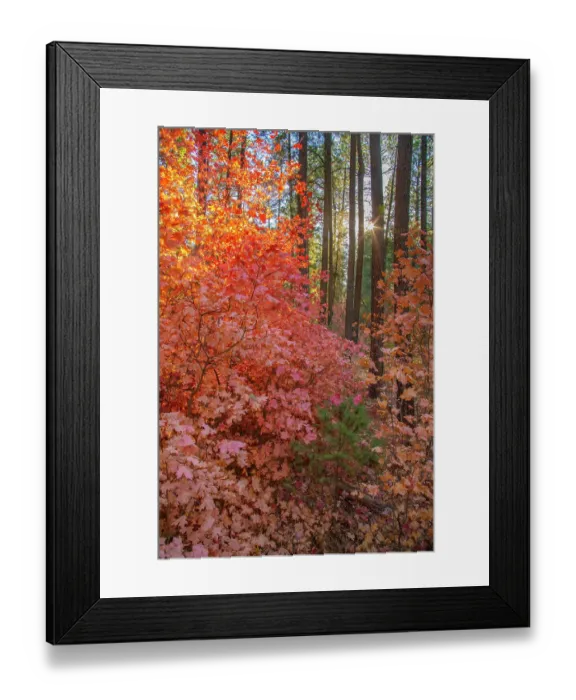 Framed Print : USA, New Mexico, Manzano Mountains. Sunlight on autumn maple and pine tree. ©Cathy & Gordon Illg / Jaynes Gallery / DanitaDelimont.com Framed Print : USA, New Mexico, Manzano Mountains. Sunlight on autumn maple and pine tree. ©Cathy & Gordon Illg / Jaynes Gallery / DanitaDelimont.com