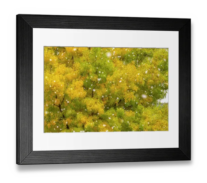 Framed Print : USA, New Mexico. Falling snow and autumn leaves on trees. ©Cathy & Gordon Illg / Jaynes Gallery / DanitaDelimont.com Framed Print : USA, New Mexico. Falling snow and autumn leaves on trees. ©Cathy & Gordon Illg / Jaynes Gallery / DanitaDelimont.com