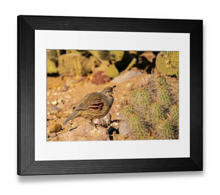 Framed Print : USA, New Mexico, Bosque Del Apache National Wildlife Refuge. Gambel's quail, female and cactus. ©Cathy & Gordon Illg / Jaynes Gallery / DanitaDelimont.com Framed Print : USA, New Mexico, Bosque Del Apache National Wildlife Refuge. Gambel's quail, female and cactus. ©Cathy & Gordon Illg / Jaynes Gallery / DanitaDelimont.com