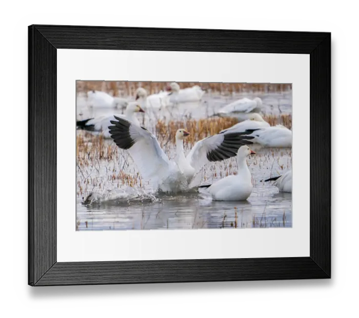 Framed Print : USA, New Mexico, Bosque Del Apache National Wildlife Refuge. snow goose landing splash. ©Cathy & Gordon Illg  /  Jaynes Gallery  /  DanitaDelimont.com
