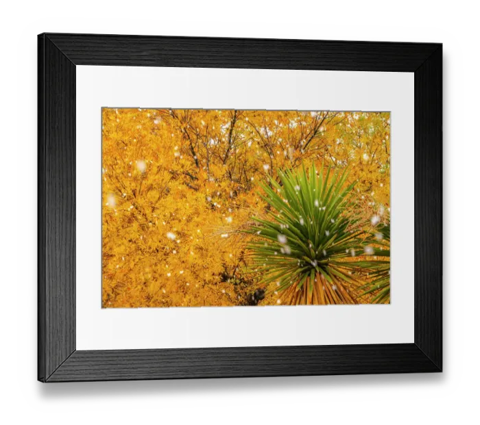 Framed Print : USA, New Mexico. Falling snow and autumn leaves on tree and yucca. ©Cathy & Gordon Illg / Jaynes Gallery / DanitaDelimont.com Framed Print : USA, New Mexico. Falling snow and autumn leaves on tree and yucca. ©Cathy & Gordon Illg / Jaynes Gallery / DanitaDelimont.com