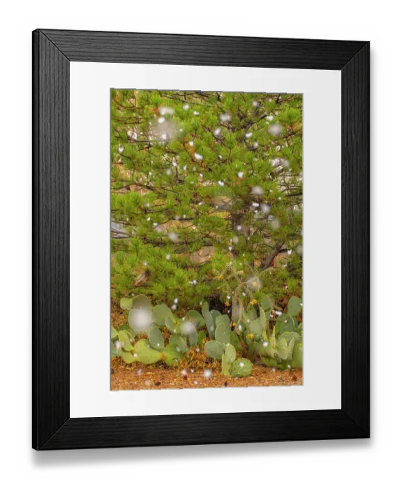 Framed Print : USA, New Mexico. Falling snow on pine tree and cacti. ©Cathy & Gordon Illg / Jaynes Gallery / DanitaDelimont.com Framed Print : USA, New Mexico. Falling snow on pine tree and cacti. ©Cathy & Gordon Illg / Jaynes Gallery / DanitaDelimont.com