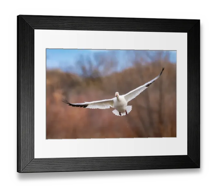 Framed Print : USA, New Mexico, Bosque Del Apache National Wildlife Refuge. Snow goose in flight. ©Cathy & Gordon Illg / Jaynes Gallery / DanitaDelimont.com Framed Print : USA, New Mexico, Bosque Del Apache National Wildlife Refuge. Snow goose in flight. ©Cathy & Gordon Illg / Jaynes Gallery / DanitaDelimont.com
