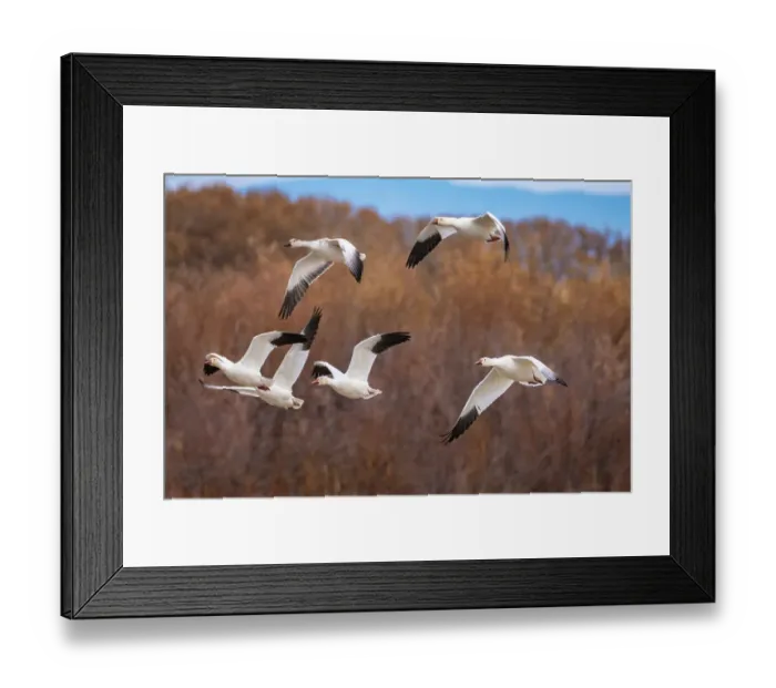 Framed Print : USA, New Mexico, Bosque Del Apache National Wildlife Refuge. Snow geese in flight. ©Cathy & Gordon Illg / Jaynes Gallery / DanitaDelimont.com Framed Print : USA, New Mexico, Bosque Del Apache National Wildlife Refuge. Snow geese in flight. ©Cathy & Gordon Illg / Jaynes Gallery / DanitaDelimont.com