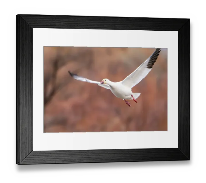 Framed Print : USA, New Mexico, Bosque Del Apache National Wildlife Refuge. Snow goose in flight. ©Cathy & Gordon Illg  /  Jaynes Gallery  /  DanitaDelimont.com
