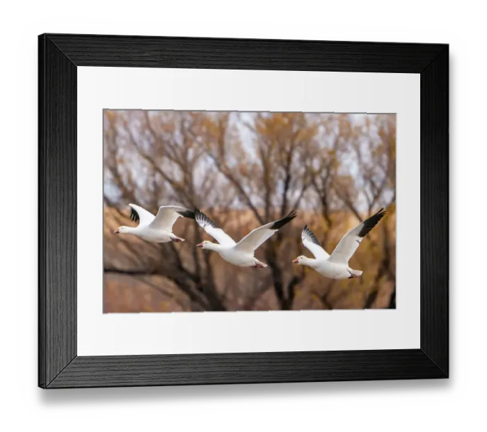 Framed Print : USA, New Mexico, Bosque Del Apache National Wildlife Refuge. snow geese in flight, autumn color. ©Cathy & Gordon Illg / Jaynes Gallery / DanitaDelimont.com Framed Print : USA, New Mexico, Bosque Del Apache National Wildlife Refuge. snow geese in flight, autumn color. ©Cathy & Gordon Illg / Jaynes Gallery / DanitaDelimont.com