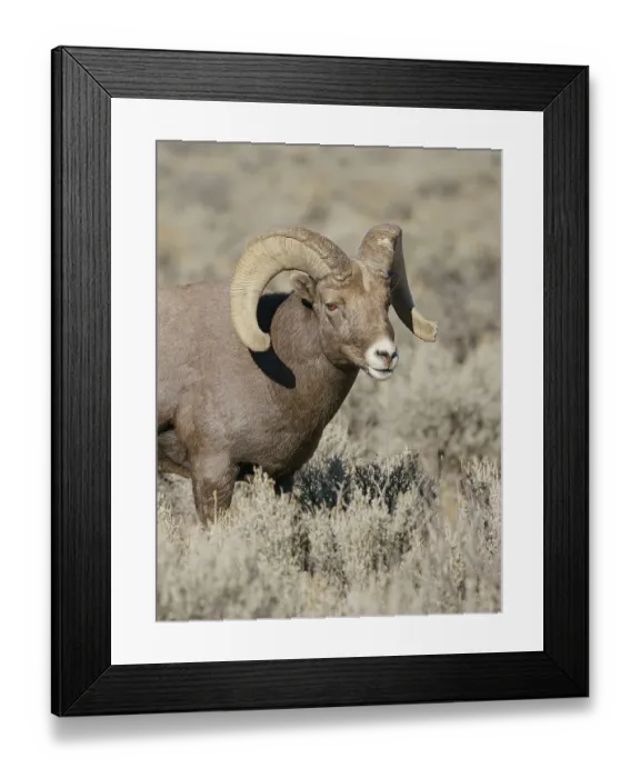 Framed Print : Rocky Mountain bighorn ram in rut. Rio Grande Gorge, New Mexico, USA