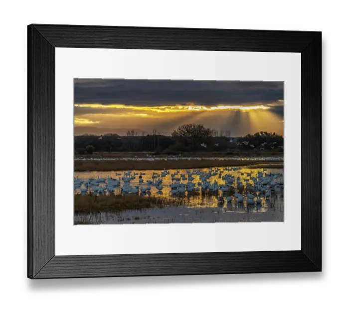 Framed Print : USA, New Mexico, Bosque Del Apache National Wildlife Refuge. Snow geese in water at sunrise. ©Cathy & Gordon Illg  /  Jaynes Gallery  /  DanitaDelimont.com