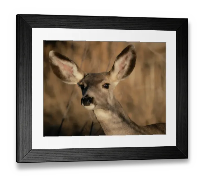 Framed Print : Curious mule deer doe, Bosque del Apache National Wildlife Refuge, New Mexico Framed Print : Curious mule deer doe, Bosque del Apache National Wildlife Refuge, New Mexico