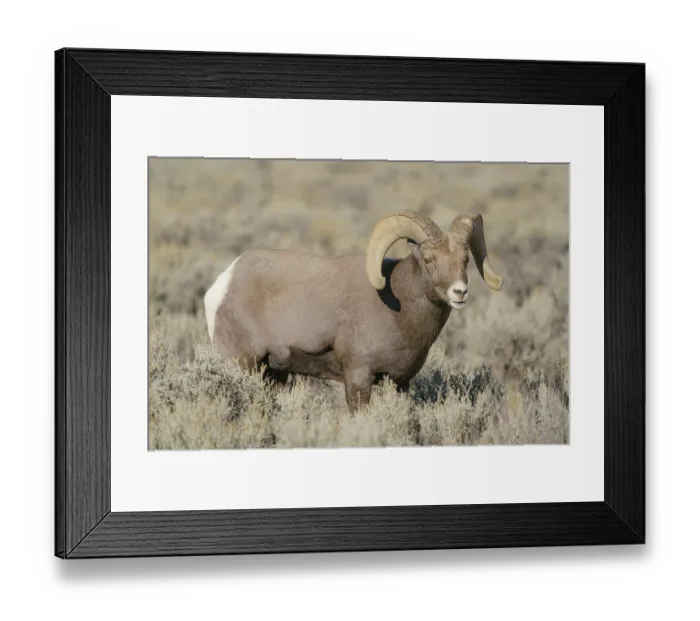 Framed Print : Rocky Mountain bighorn ram in rut. Rio Grande Gorge, New Mexico, USA Framed Print : Rocky Mountain bighorn ram in rut. Rio Grande Gorge, New Mexico, USA