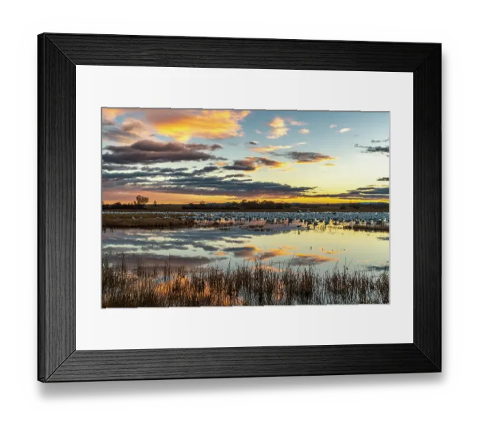 Framed Print : USA, New Mexico, Bosque Del Apache National Wildlife Refuge. Snow geese in water at sunrise. ©Cathy & Gordon Illg  /  Jaynes Gallery  /  DanitaDelimont.com