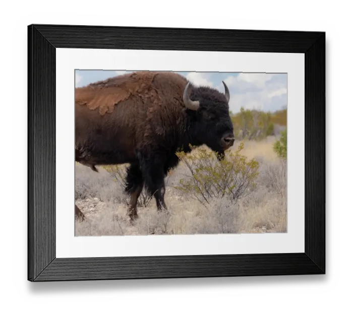 Framed Print : Buffalo bull on Ladder Ranch raised for beef, Ted Turner properties in New Mexico Framed Print : Buffalo bull on Ladder Ranch raised for beef, Ted Turner properties in New Mexico