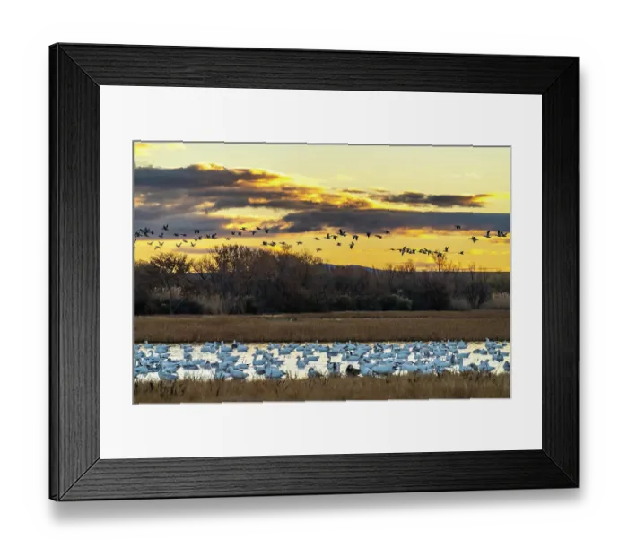 Framed Print : USA, New Mexico, Bosque Del Apache National Wildlife Refuge. Snow geese in water at sunrise. ©Cathy & Gordon Illg  /  Jaynes Gallery  /  DanitaDelimont.com