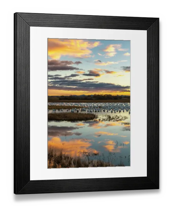 Framed Print : USA, New Mexico, Bosque Del Apache National Wildlife Refuge. Snow geese in water at sunrise. ©Cathy & Gordon Illg / Jaynes Gallery / DanitaDelimont.com Framed Print : USA, New Mexico, Bosque Del Apache National Wildlife Refuge. Snow geese in water at sunrise. ©Cathy & Gordon Illg / Jaynes Gallery / DanitaDelimont.com