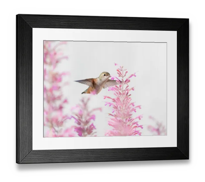 Framed Print : Female rufous hummingbird in flight, east mountain backyard, New Mexico