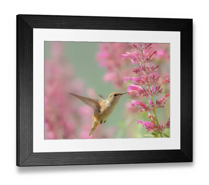 Framed Print : Juvenile male Calliope hummingbird feeding on agastache flowers, New Mexico Framed Print : Juvenile male Calliope hummingbird feeding on agastache flowers, New Mexico