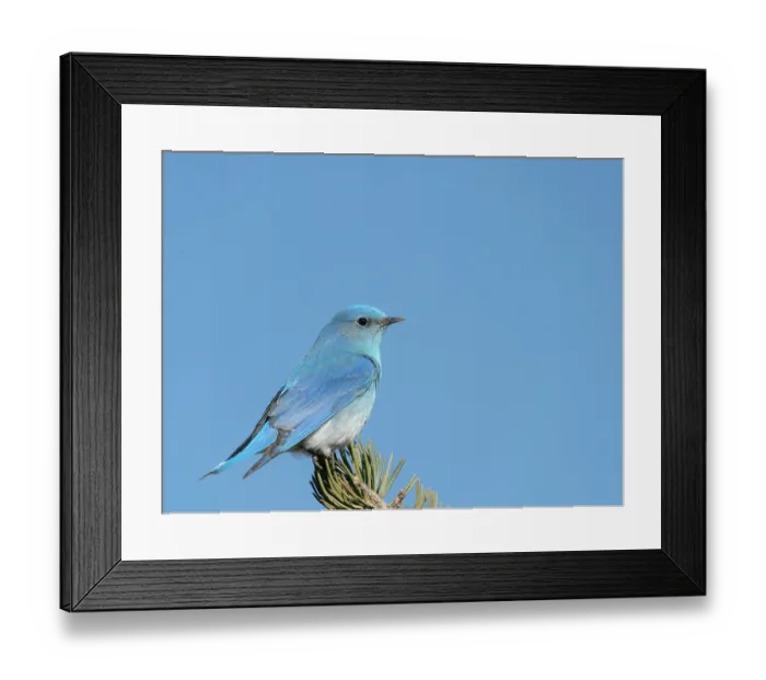 Framed Print : Male mountain bluebird on watch duty, East Mountains, New Mexico Framed Print : Male mountain bluebird on watch duty, East Mountains, New Mexico