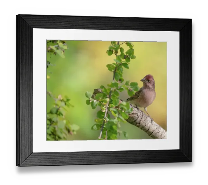 Framed Print : Male Cassin's finch, fall, Capulin Springs trail, Cibola National Forest, New Mexico